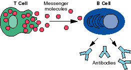 T Cell Sending Messengers